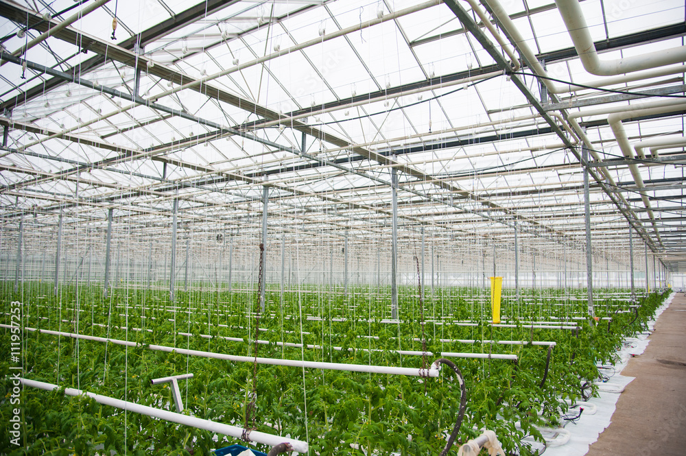 Fototapeta premium Tomatoes ripening in greenhouse