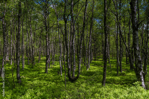 Birch tree forest in spring at a marsh