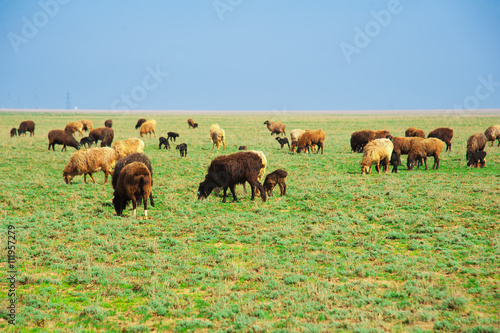 Sheep on a farm © SGr