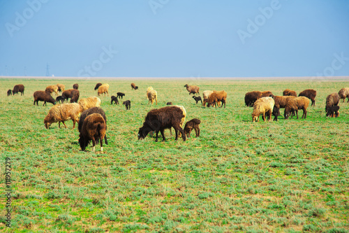 Sheep on a farm