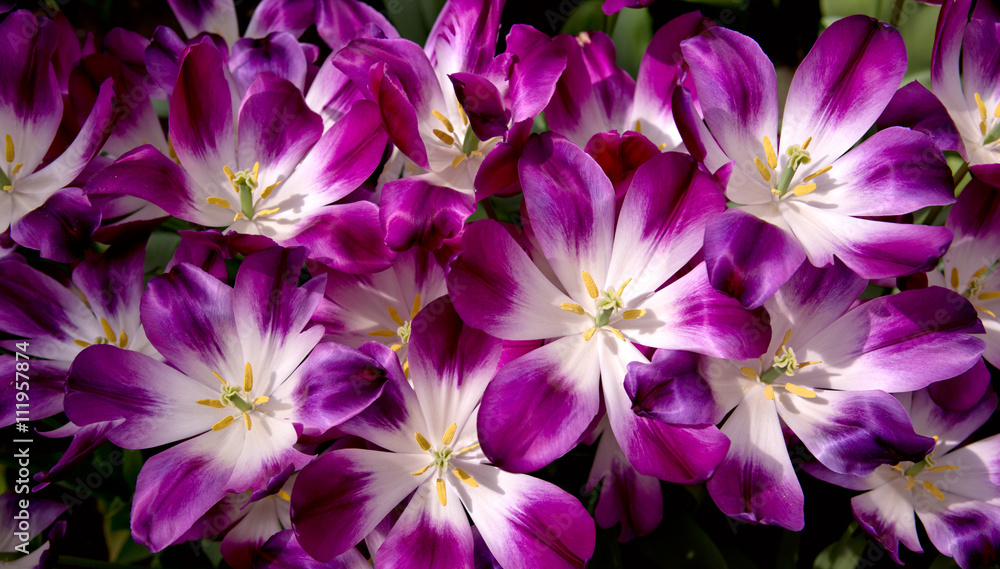 Violet tulips background.Macro shot.