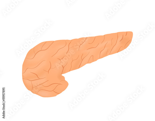 Pancreas structure vector illsutration
