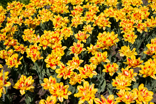 Colorful blossing yellow tulips in public park