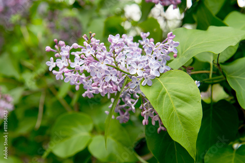 blooming lilacs. Garden blooming lilac in the spring. The scent of lilacs. Gardening  pruning and caring for shrubs lilac.