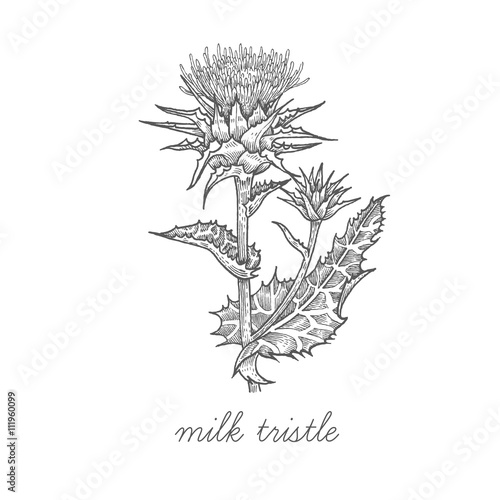 Medical plant Milk thistle.