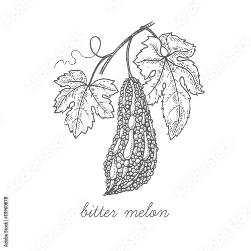 Medical plant Bitter melon.