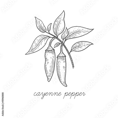 Medical plant Cayenne pepper.