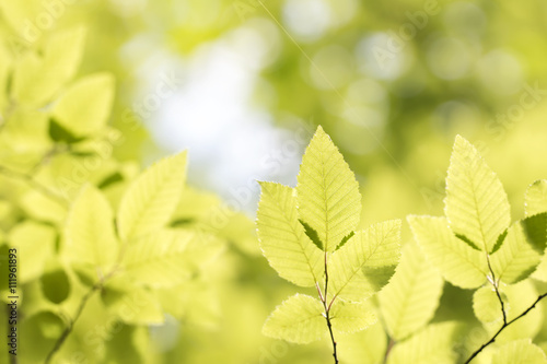 green hornbeam leaves in the forest colorful natural spring background