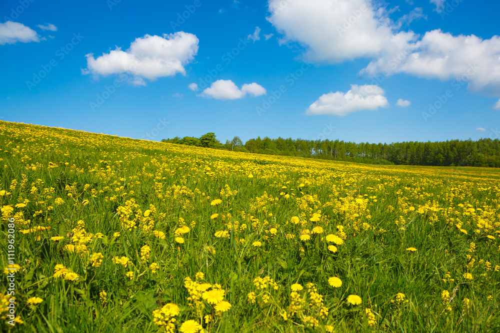 Rural views to the flower meadow and the blue sky. Pastoral panorama of nature summer. Undulating terrain in the style of the Window. Beautiful landscape of a Sunny day. Field with yellow dandelions.