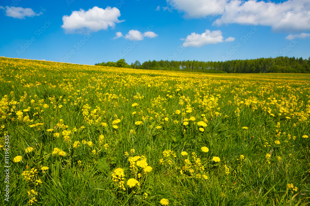 Flower meadow and the blue sky. Pastoral panorama of nature summer. Beautiful landscape of a Sunny day. Field with yellow dandelions to the horizon.