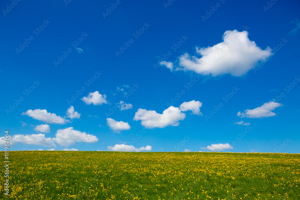 Rural views to the flowers meadow and blue sky. Field with yellow dandelions to the horizon. Pastoral panorama of nature summer. Beautiful landscape of a Sunny day. 