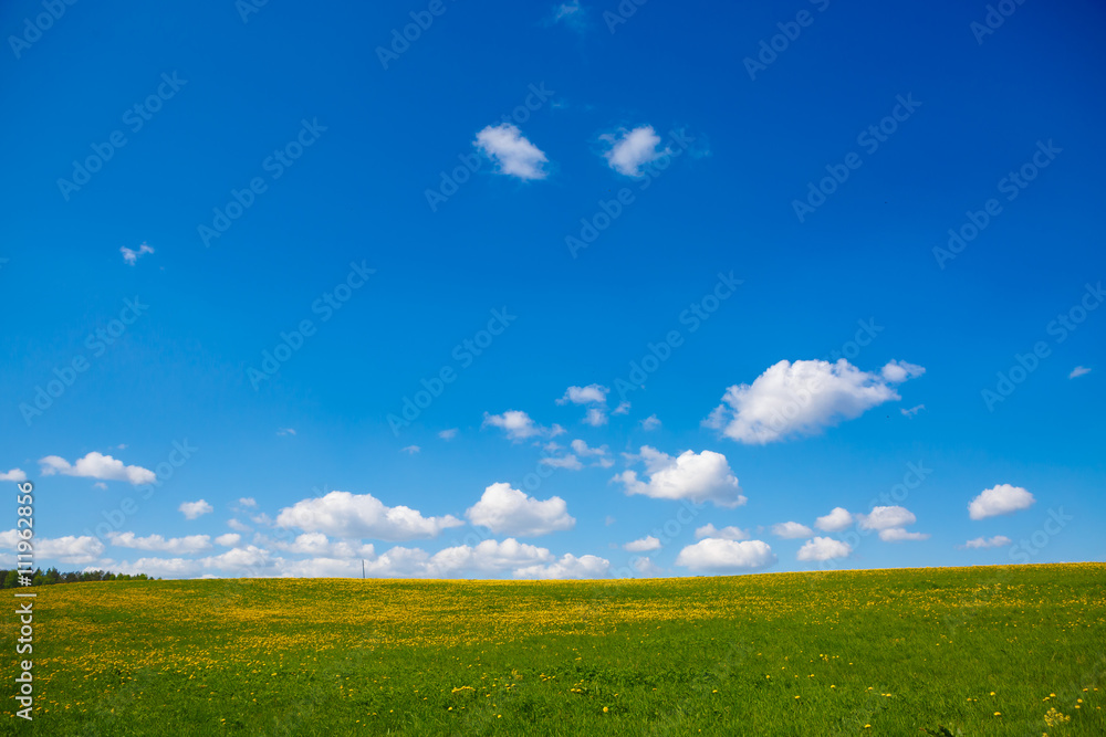 Obraz premium Rural views to the flower meadow and the blue sky, undulating terrain. Field with yellow dandelions to the horizon. Pastoral panorama of nature summer. Beautiful landscape of a Sunny day.