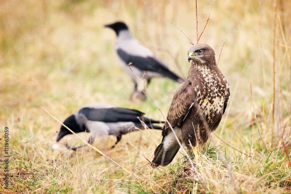 Obraz premium common buzzard in grass