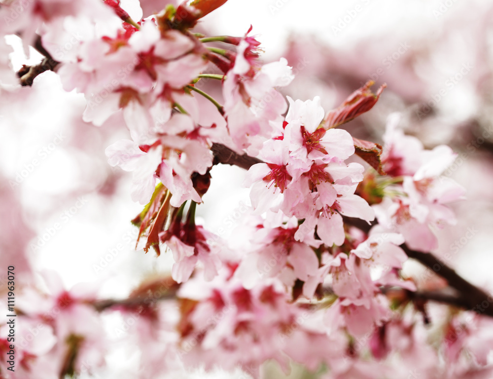 Pink cherry blossoms in garden outdoors close up