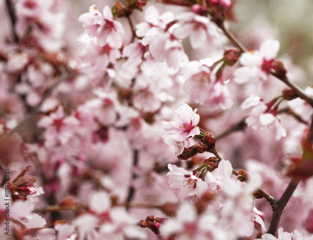 Pink cherry blossoms in garden outdoors close up Pink cherry blossoms in garden outdoors close up