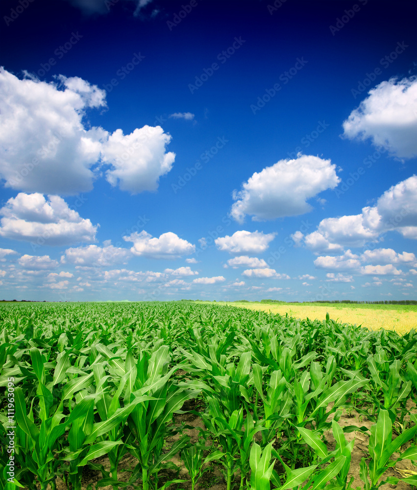 Green Corn Field Green Corn Field