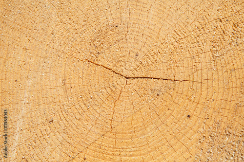 Background and texture of wood. Sawn cut of a tree trunk pine. Rings of a tree trunk. Felled tree trunks. Deforestation. photo