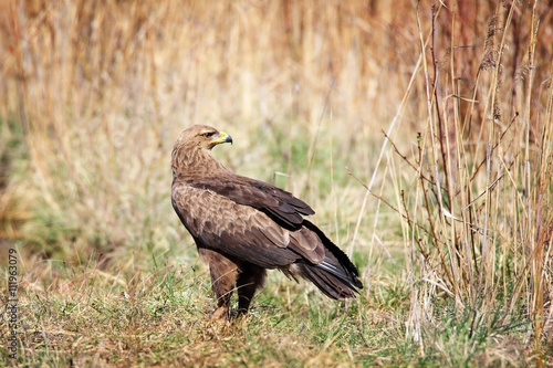 lesser spotted eagle