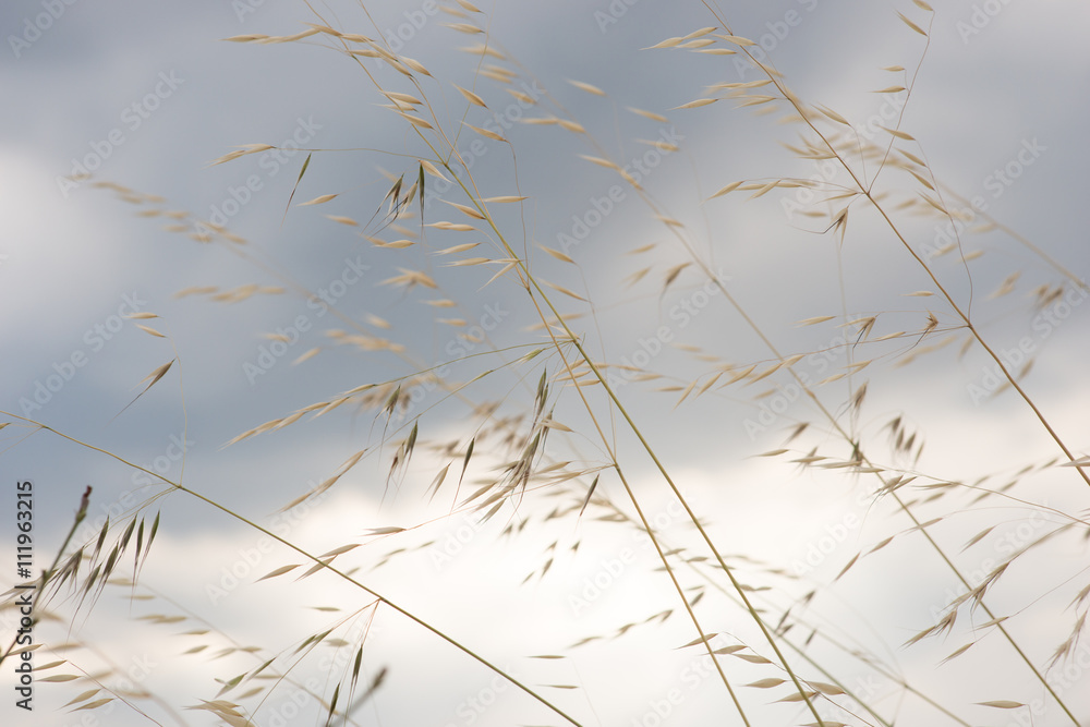 Grass in sand dunes and sky is back