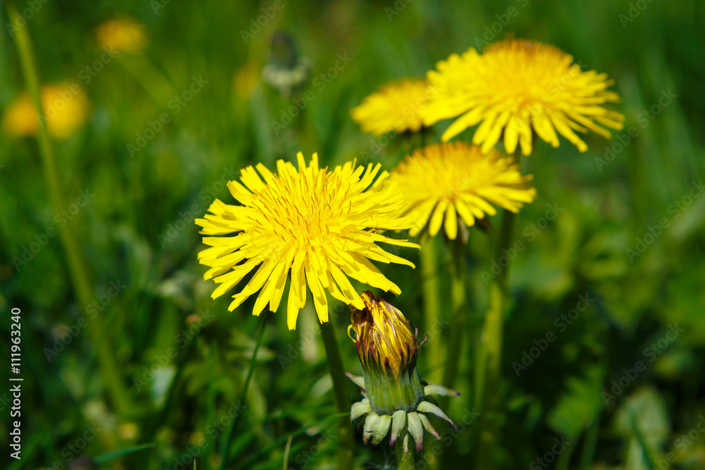 Yellow flowers dandelions close of a Sunny day. Rural view of flower meadow. Pastoral panorama of nature. Beautiful landscape. Field with yellow dandelions. Yellow flowers dandelions close of a Sunny day. Rural view of flower meadow. Pastoral panorama of nature. Beautiful landscape. Field with yellow dandelions.
