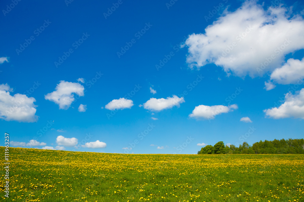 Rural views to the flower meadow and blue sky, undulating terrain. Field with yellow dandelions to the horizon. Pastoral panorama of nature summer. Beautiful landscape of a Sunny day. 