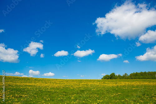 Rural views to the flower meadow and blue sky, undulating terrain. Field with yellow dandelions to the horizon. Pastoral panorama of nature summer. Beautiful landscape of a Sunny day. 