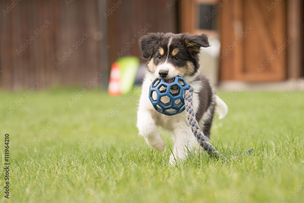 Border Collie Welpe spielt Border Collie Welpe spielt