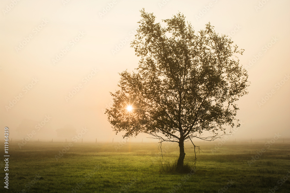 Obraz premium Sonnenaufgang bei Nebel in der Lüneburger Heide