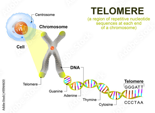 Human cell, chromosome and telomere photo
