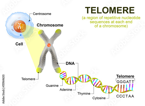 Human cell, chromosome and telomere