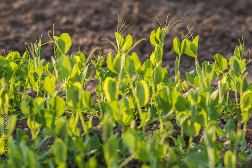 Detail on a Peas Plant in a vegetable bed of Garden at Sunset