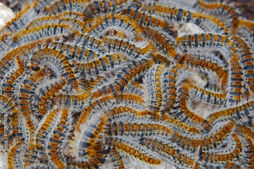 Caterpillars crawling in swarm