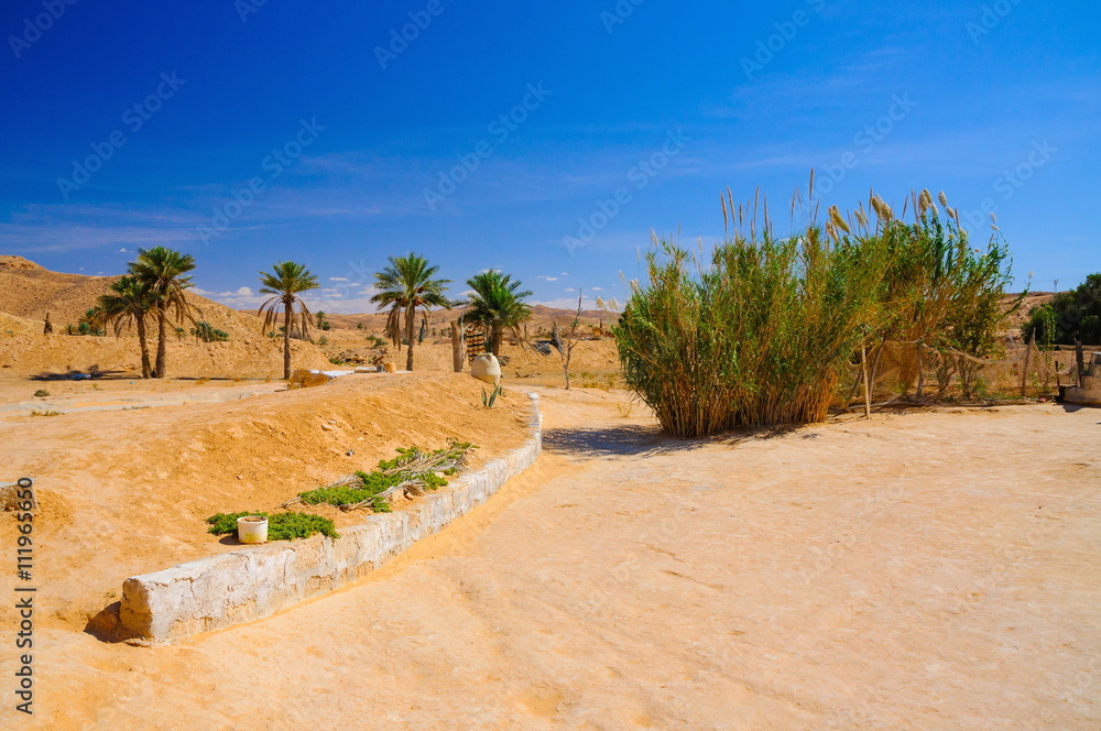 Bushes in Sahara desert, Tunisia, North Africa Bushes in Sahara desert, Tunisia, North Africa