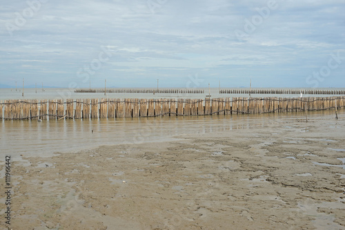 mangrove forest  bamboo barrier for protection coastline wave