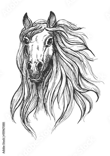 Fototapeta Naklejka Na Ścianę i Meble -  Sketch of wild young mare head 
