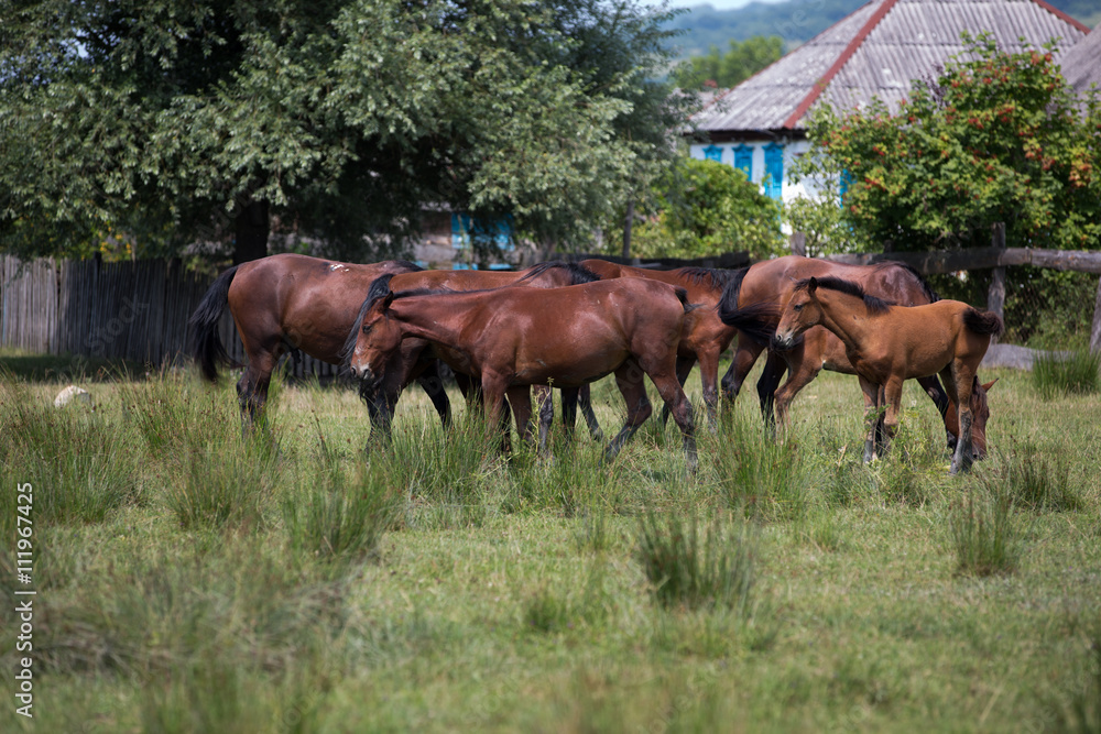 horses horses