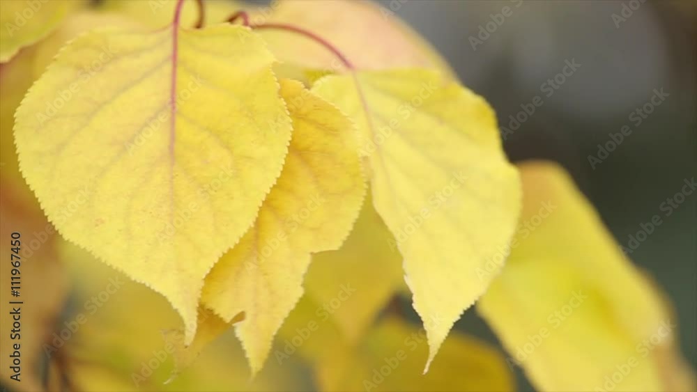 Yellow autumn leaves on a twig. Leaves are jagged edges. Close up Yellow autumn leaves on a twig. Leaves are jagged edges. Close up
