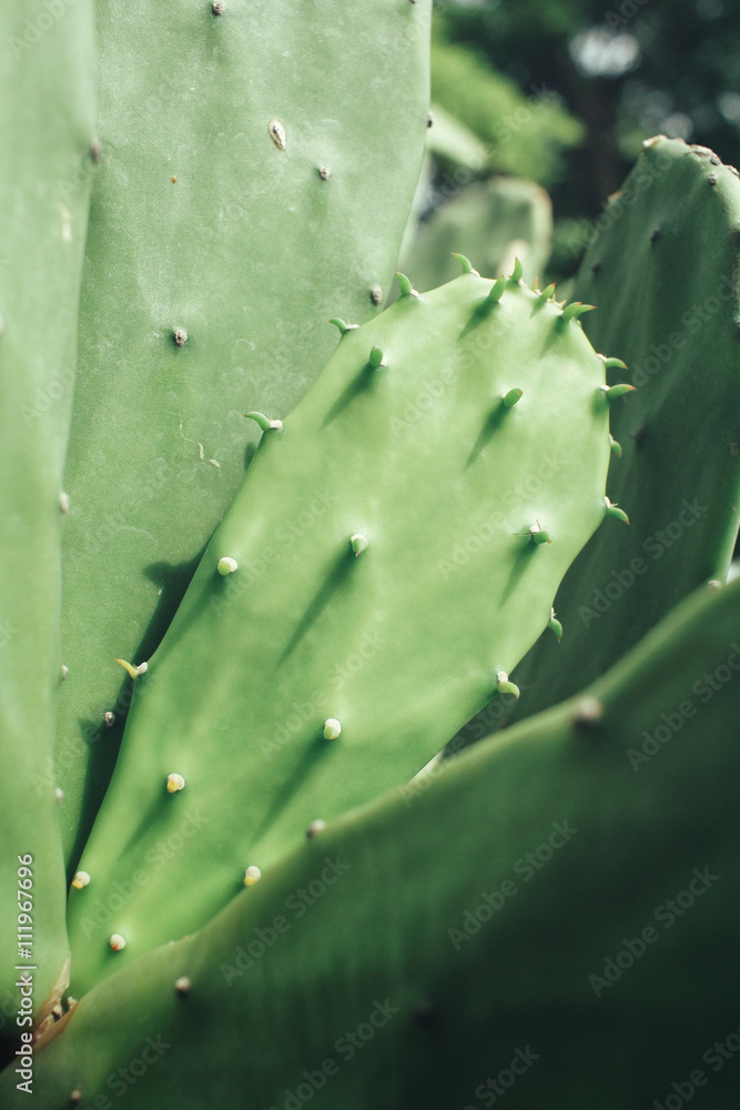 Cactus Cactus