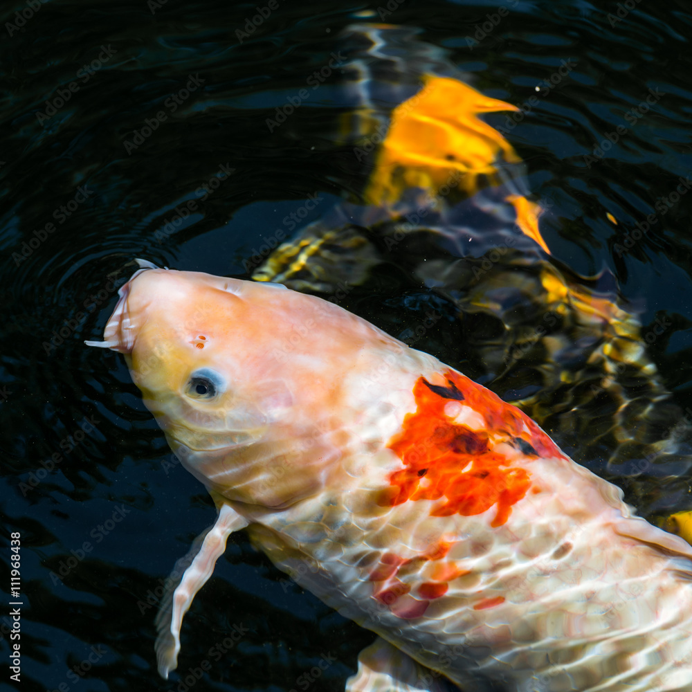 Japan Kois im Koiteich Japanischer Koi im Gartenteich StockFoto