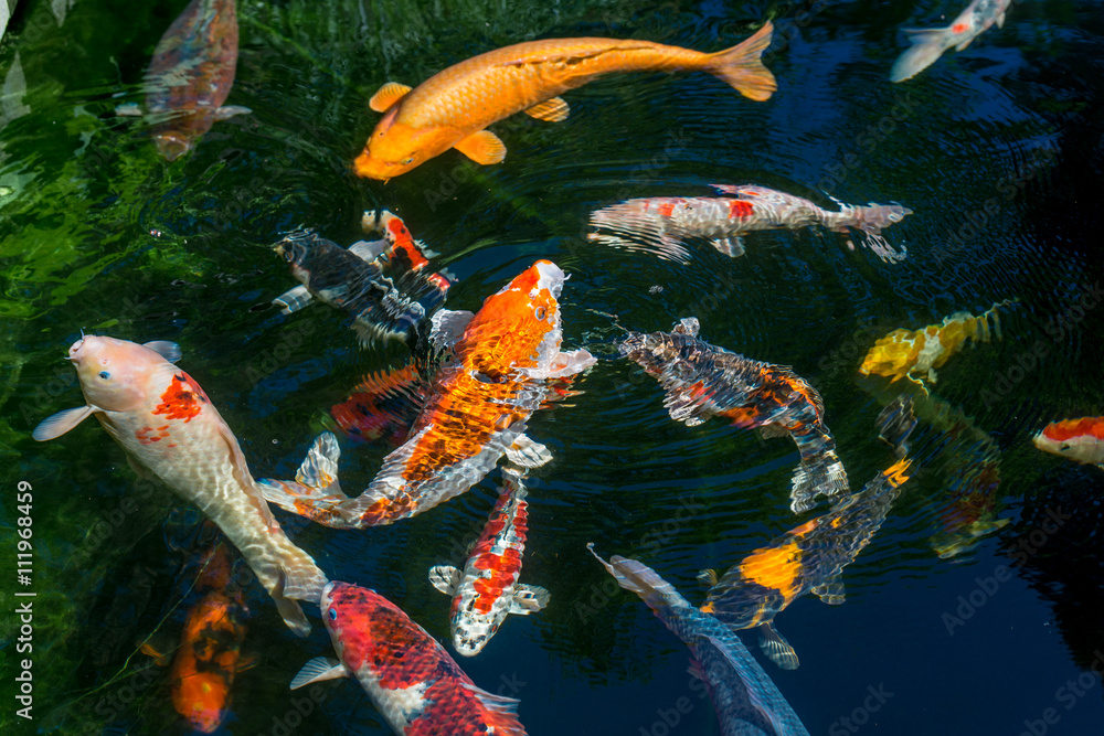 Japan Kois im Koiteich Japanischer Koi im Gartenteich Stock Photo