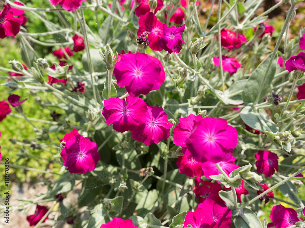 pink flowers, pink flowers,