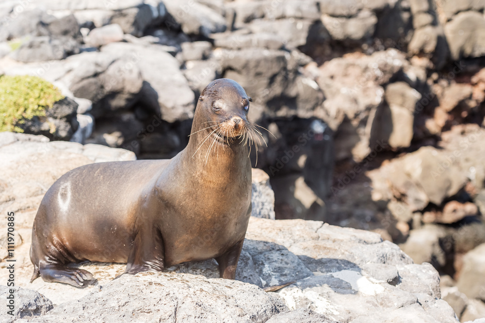 Fototapeta premium Sea Lion in Galapagos Islands