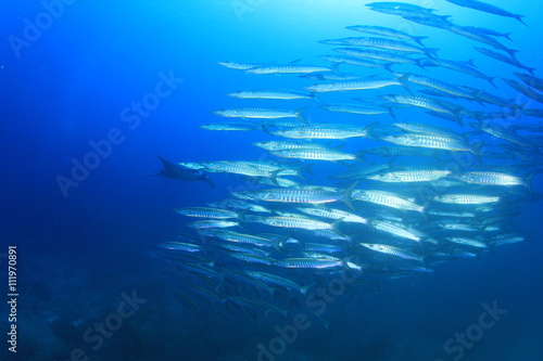 Barracuda fish school in sea