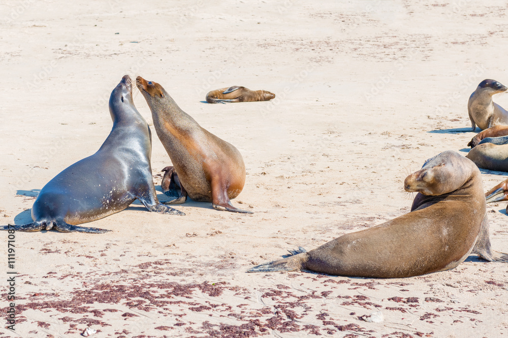 Fototapeta premium Sea Lions in Galapagos Islands