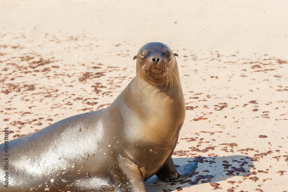 Naklejka premium Sea Lion in Galapagos Islands