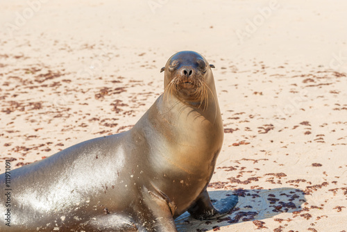 Sea Lion in Galapagos Islands