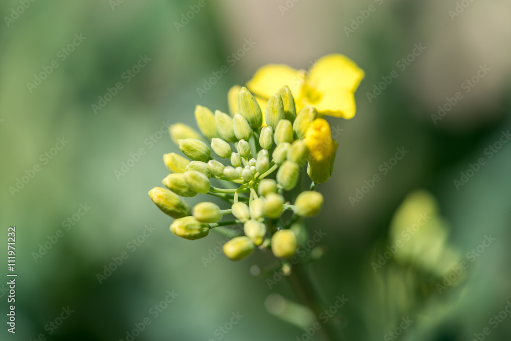 Young colza flowers Young colza flowers