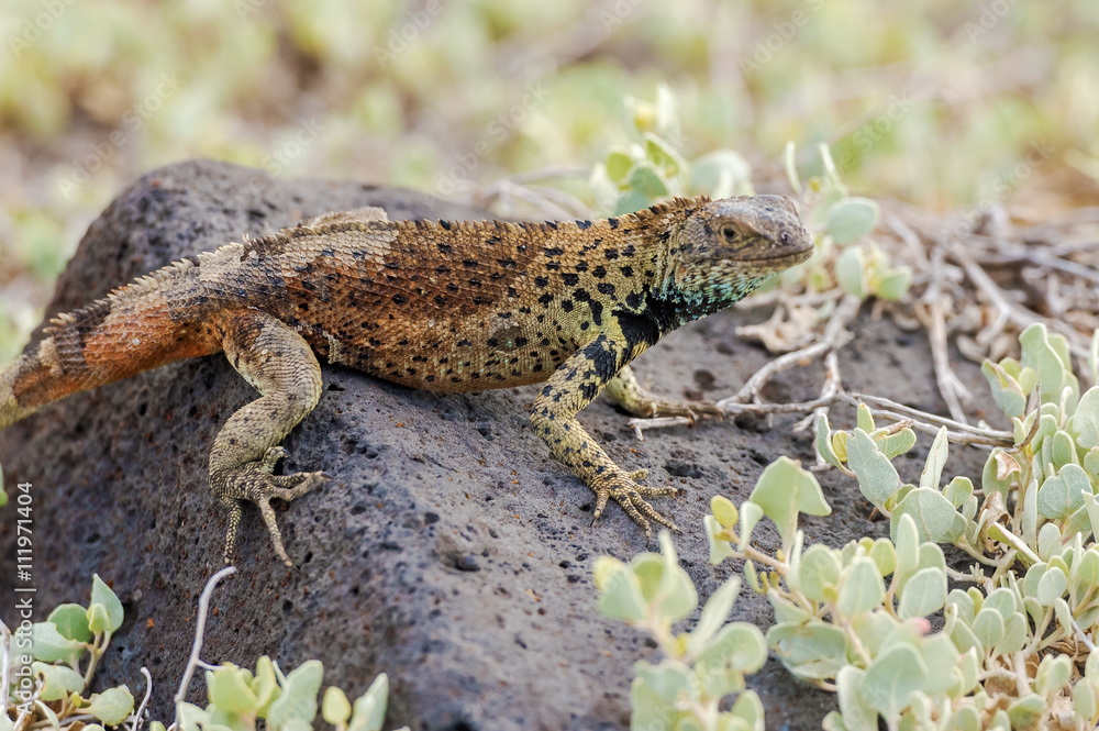 Naklejka premium Lava lizard on Galapagos Islands