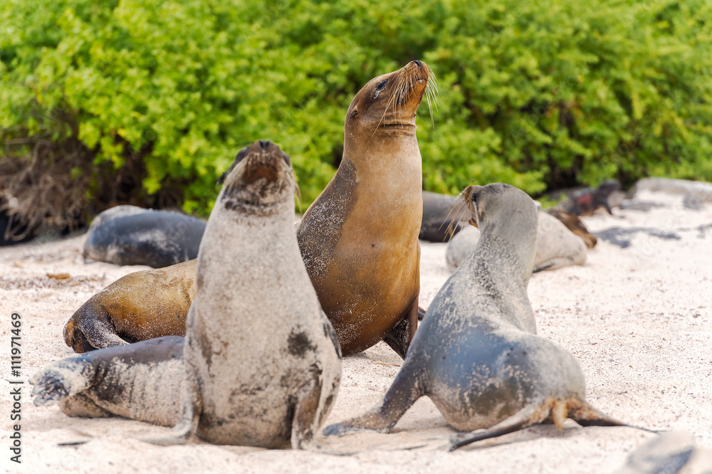 Fototapeta premium Sea Lion in Galapagos Islands