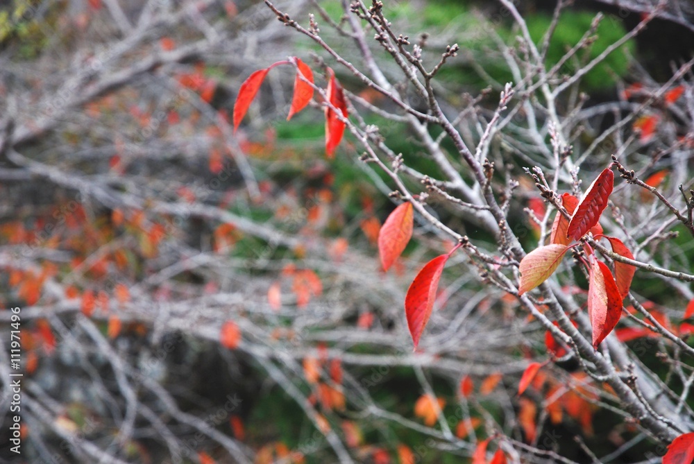Tree leaves turn to red in autumn. Tree leaves turn to red in autumn.